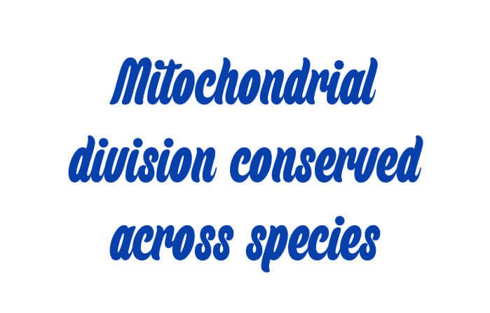 Mitochondrial division conserved across species